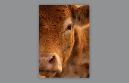 CBN Resource Red Heifer Symbolizing Christ 